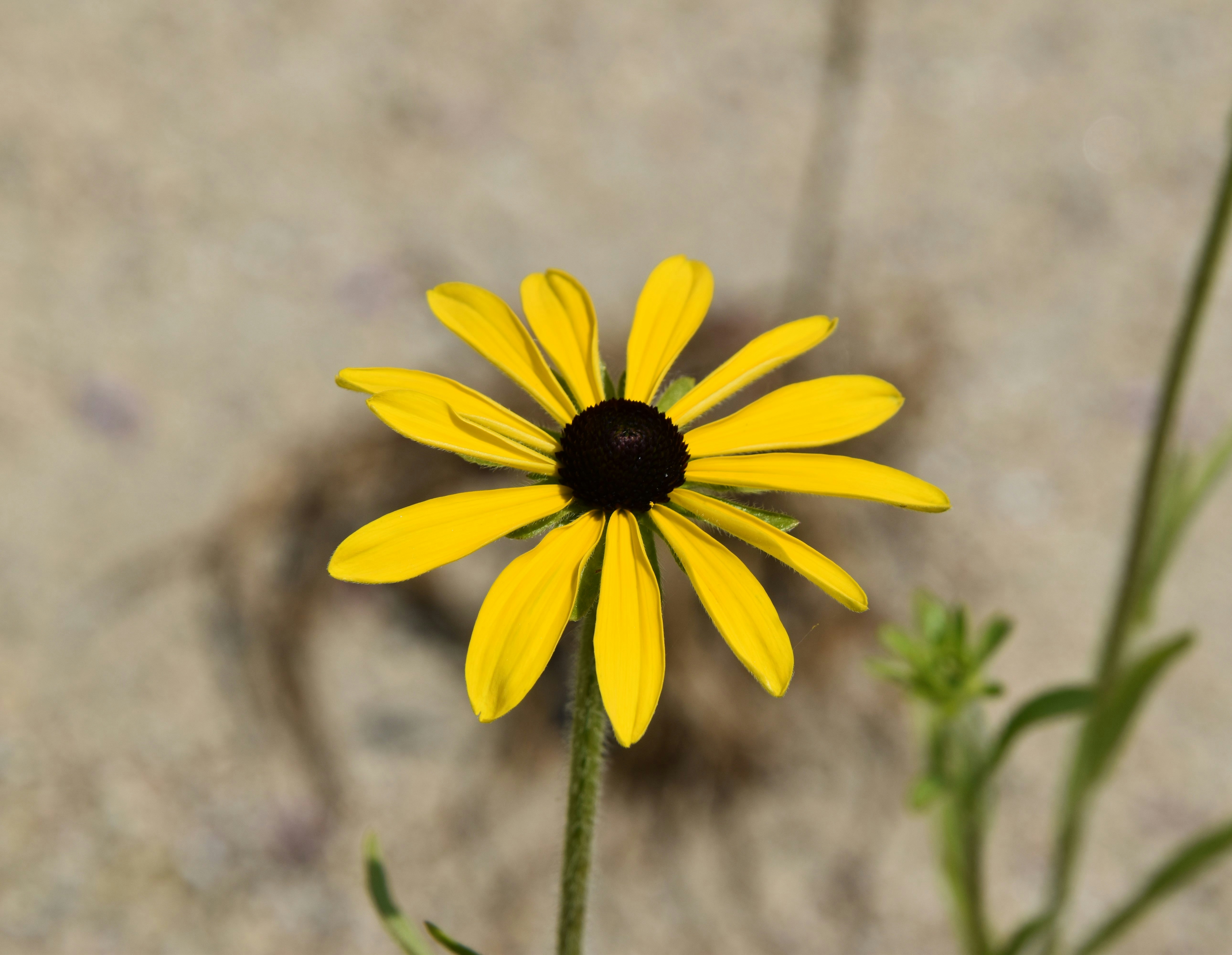 yellow flower in tilt shift lens